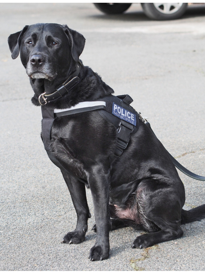 harnais police pour chien