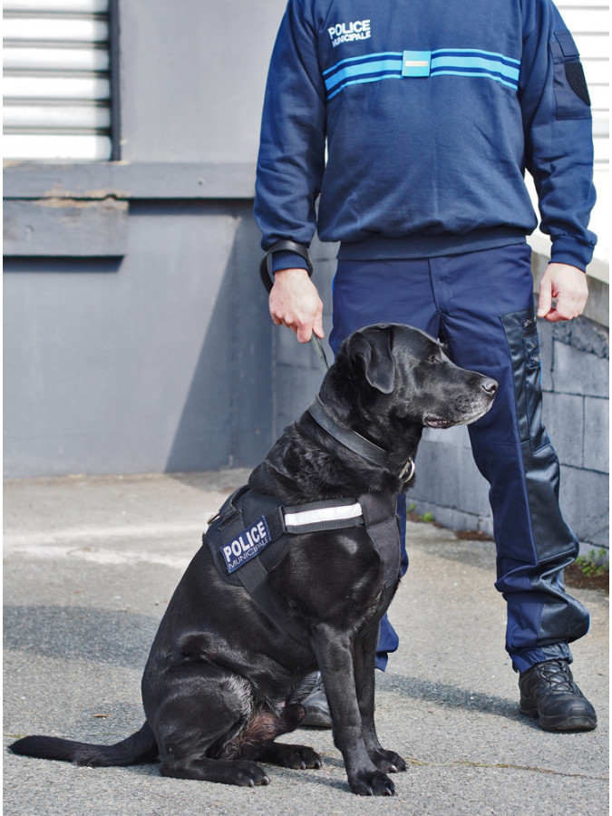 Harnais veste POLICE et sa laisse pour chien